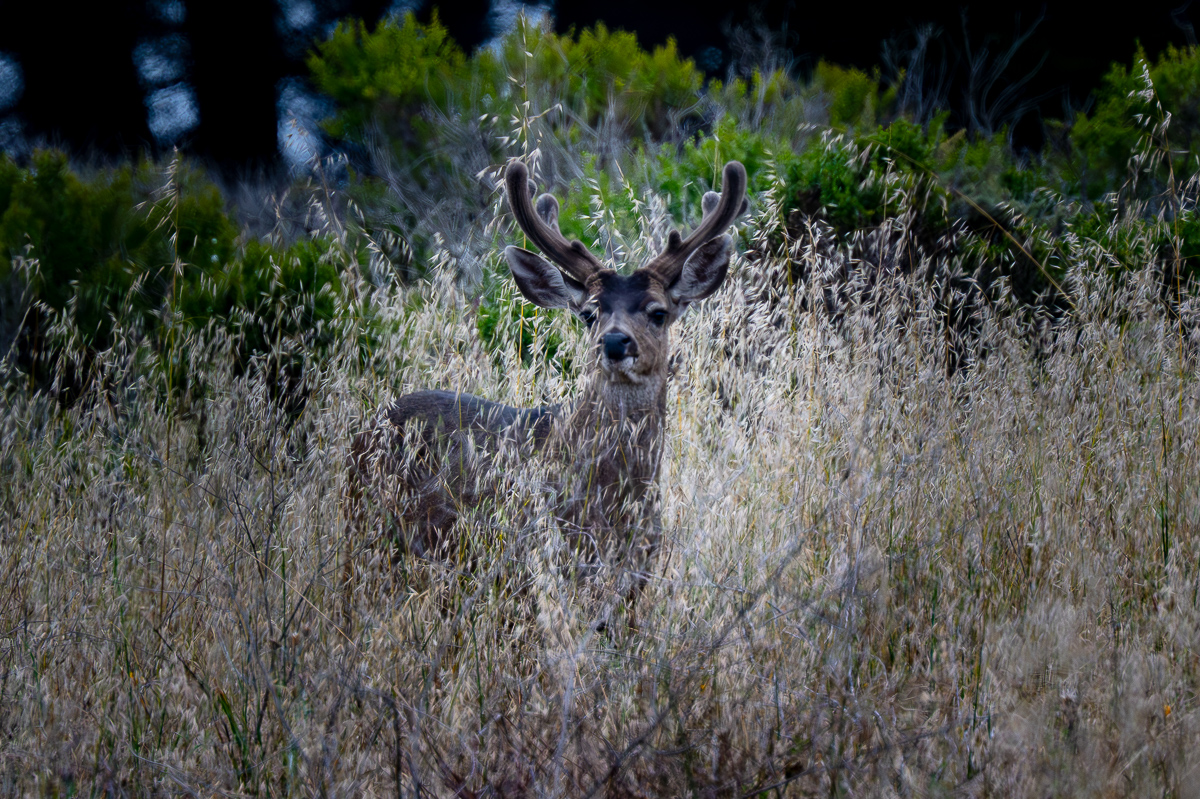 DSC_4623.jpg