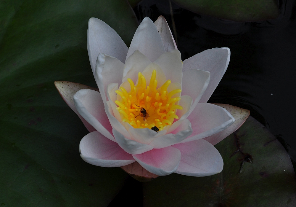 DSC_4625.jpg