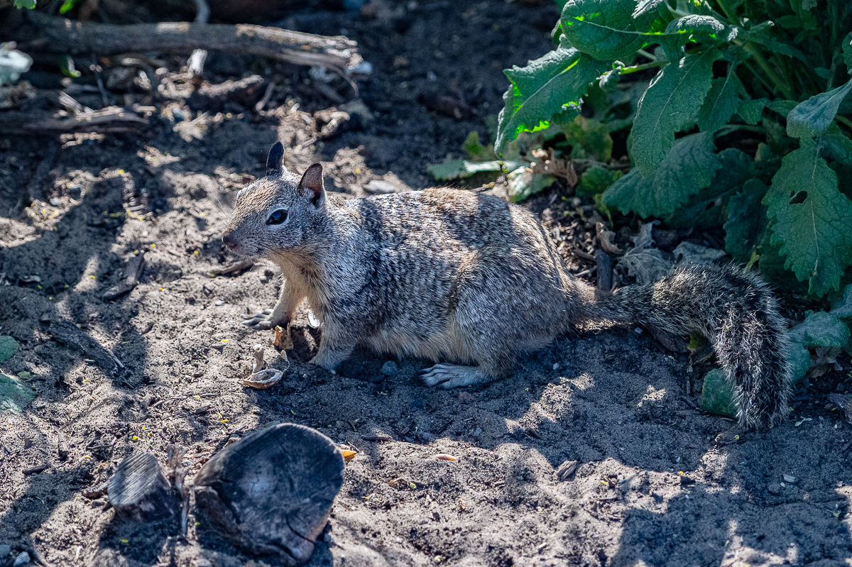 DSC_4625.jpg