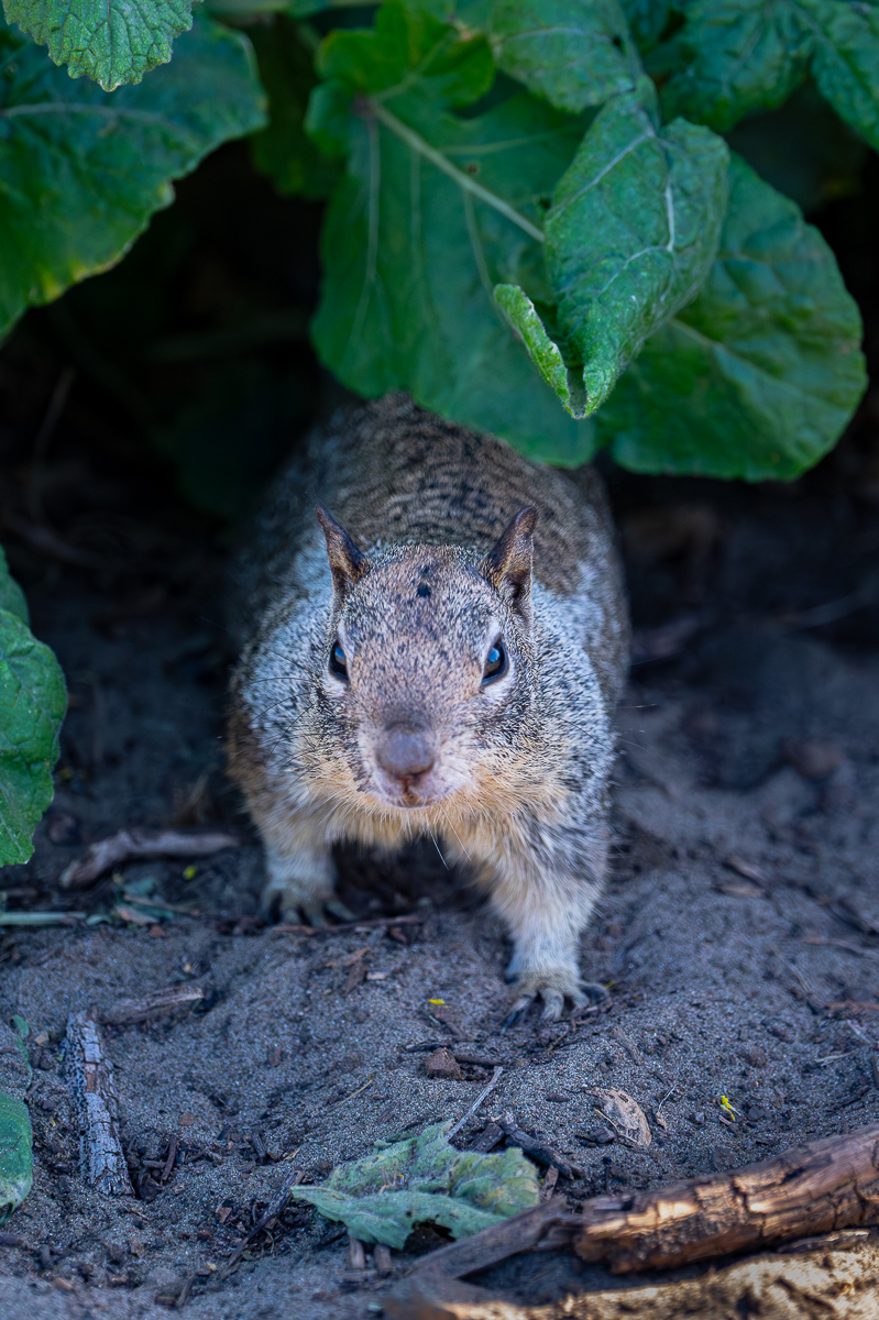 DSC_4629.jpg