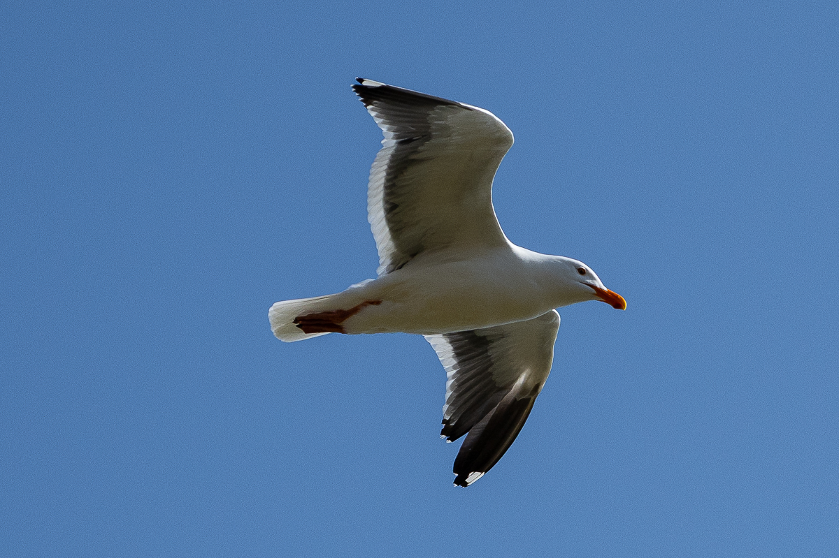 DSC_4631.jpg