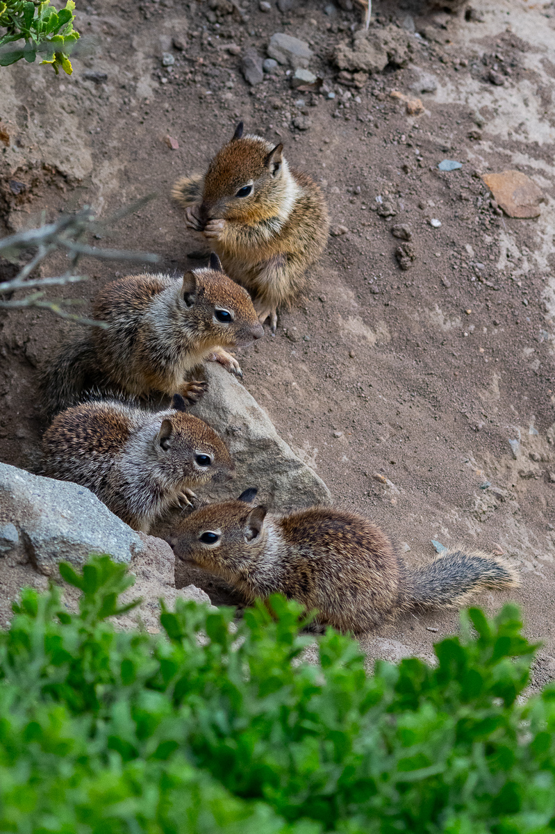 DSC_4666.jpg