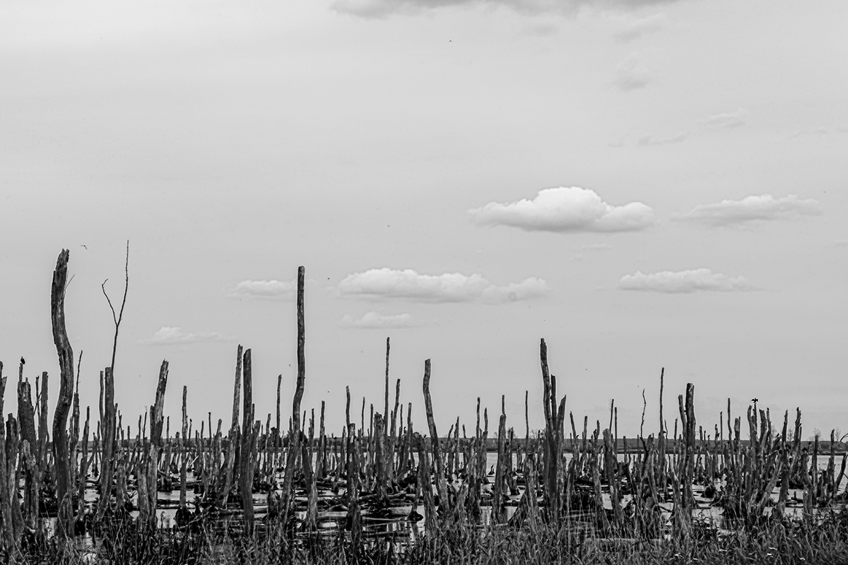 DSC_4710.jpg