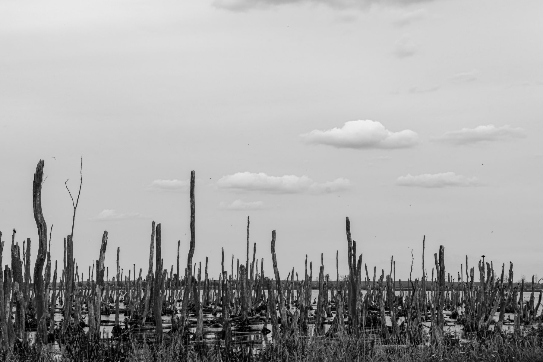 DSC_4710.jpg