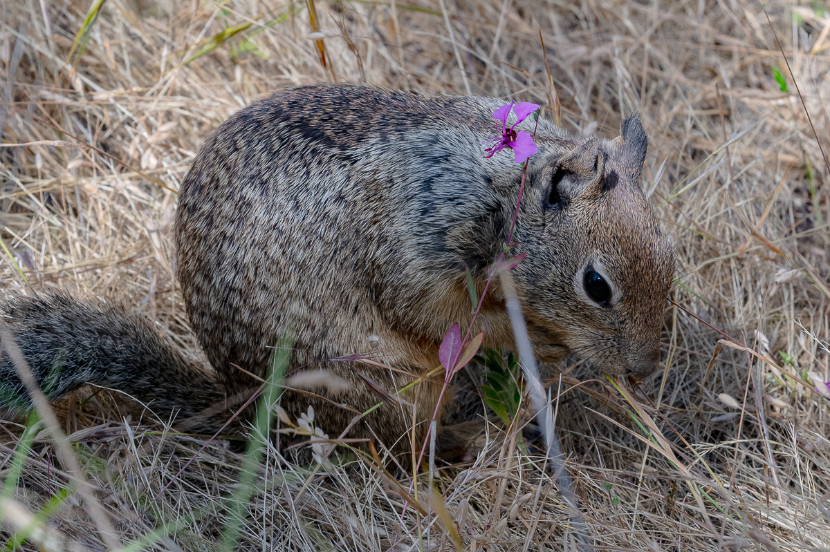 DSC_4726.jpg