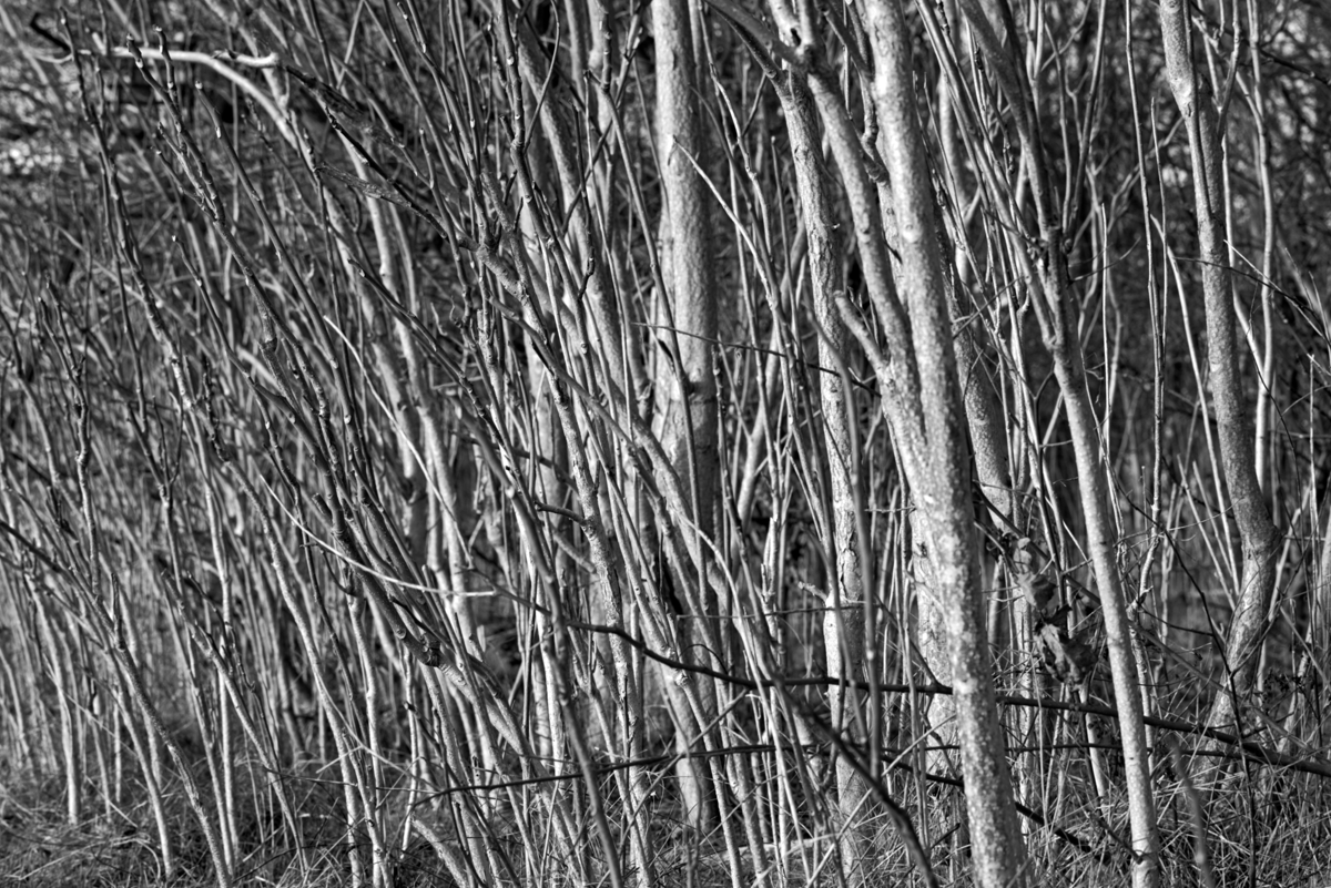 DSC_4741_NIKON Z 5_bw_1200.jpg