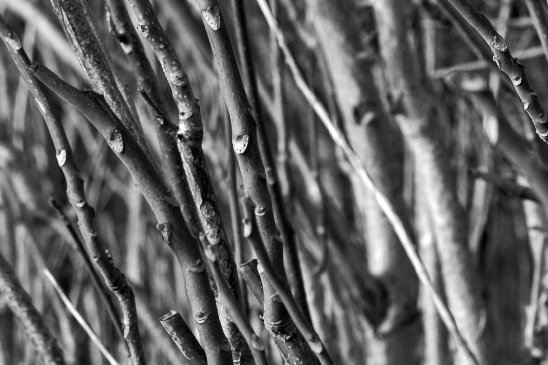 DSC_4741_NIKON Z 5_crop.jpg