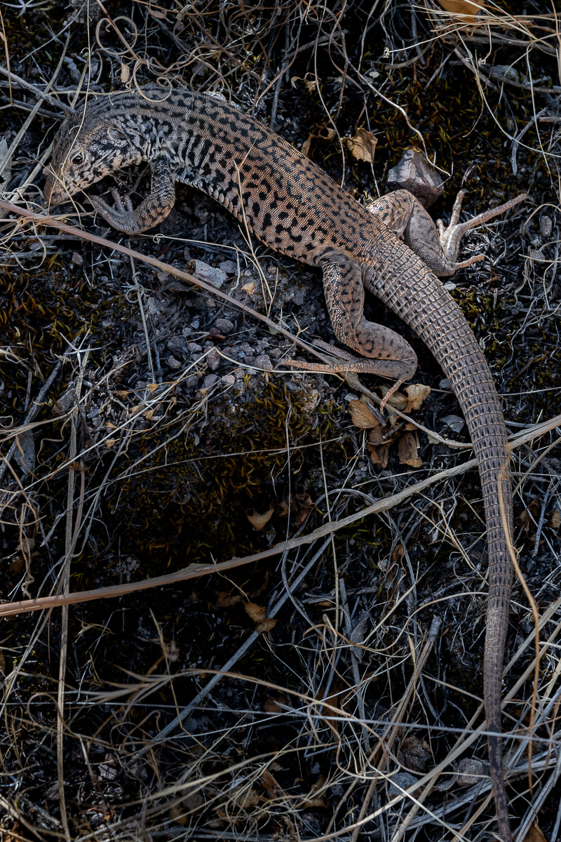 DSC_4743.jpg