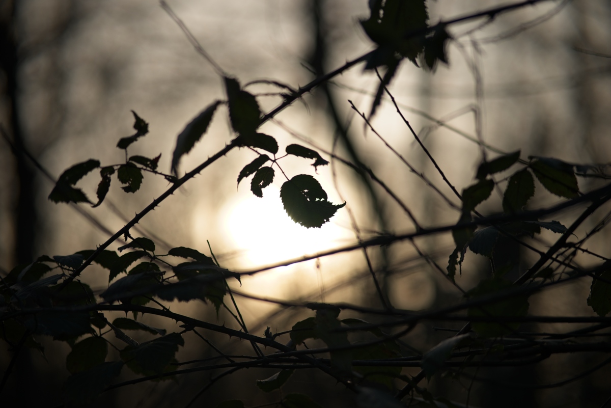 DSC_4758_NIKON Z 5_1200.jpg