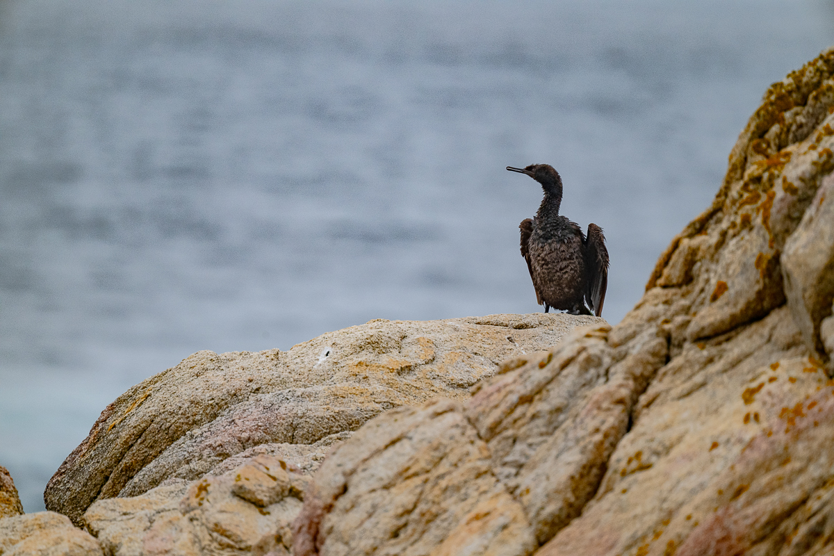 DSC_4764.jpg