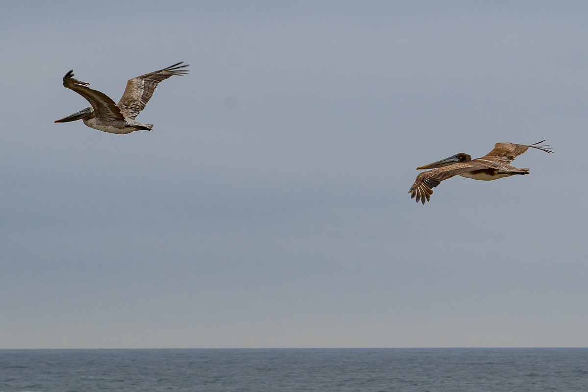 DSC_4784.jpg