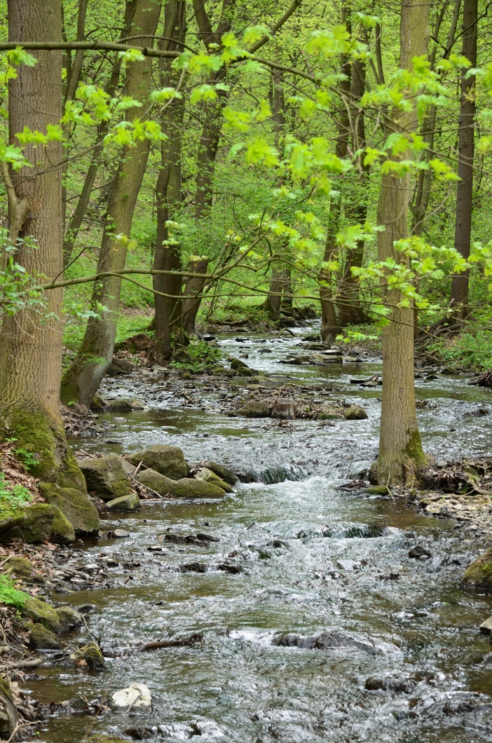 DSC_4840_00001n1.jpg