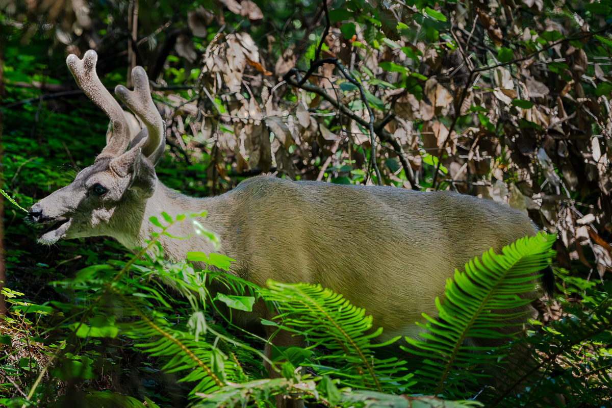 DSC_4938.jpg