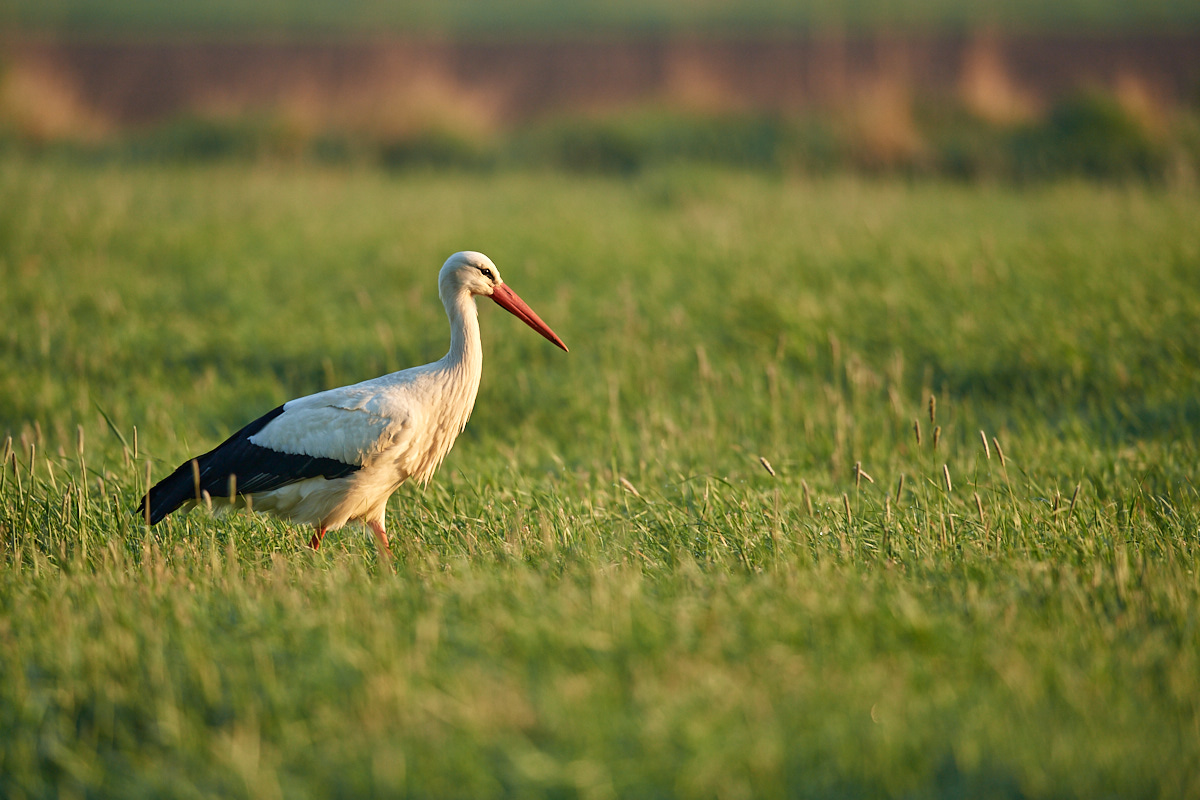 DSC_4971.jpg
