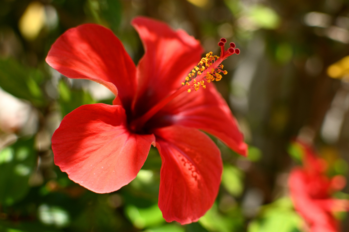 DSC_4976.JPG