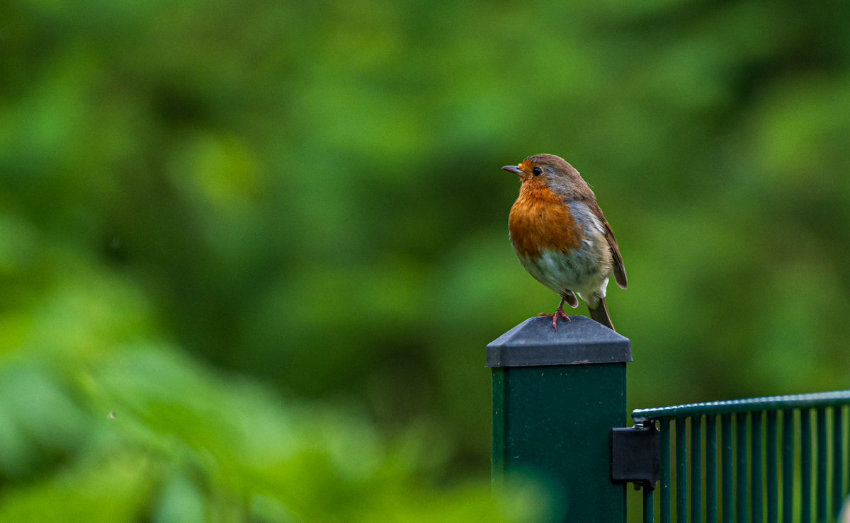 DSC_4977.jpg