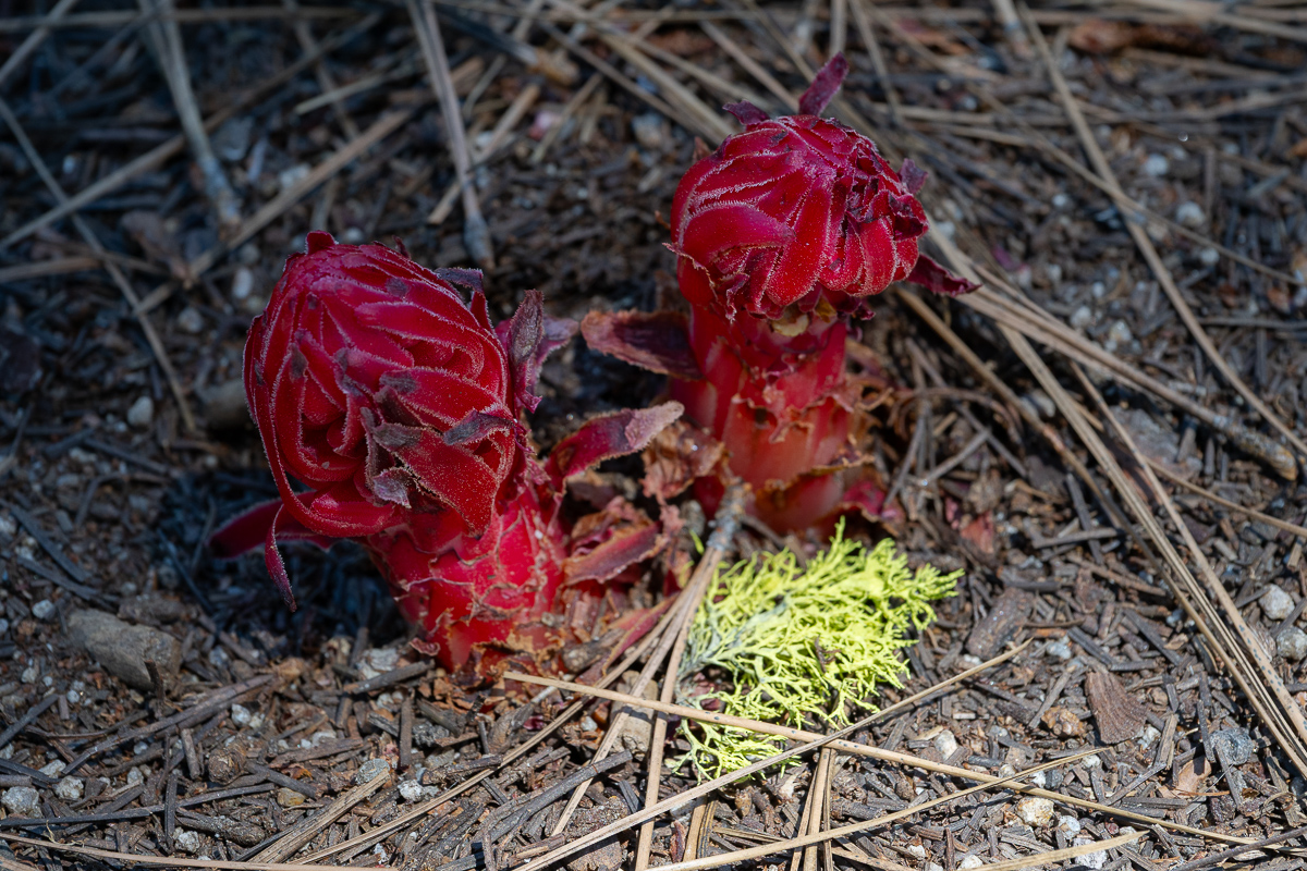 DSC_4980.jpg