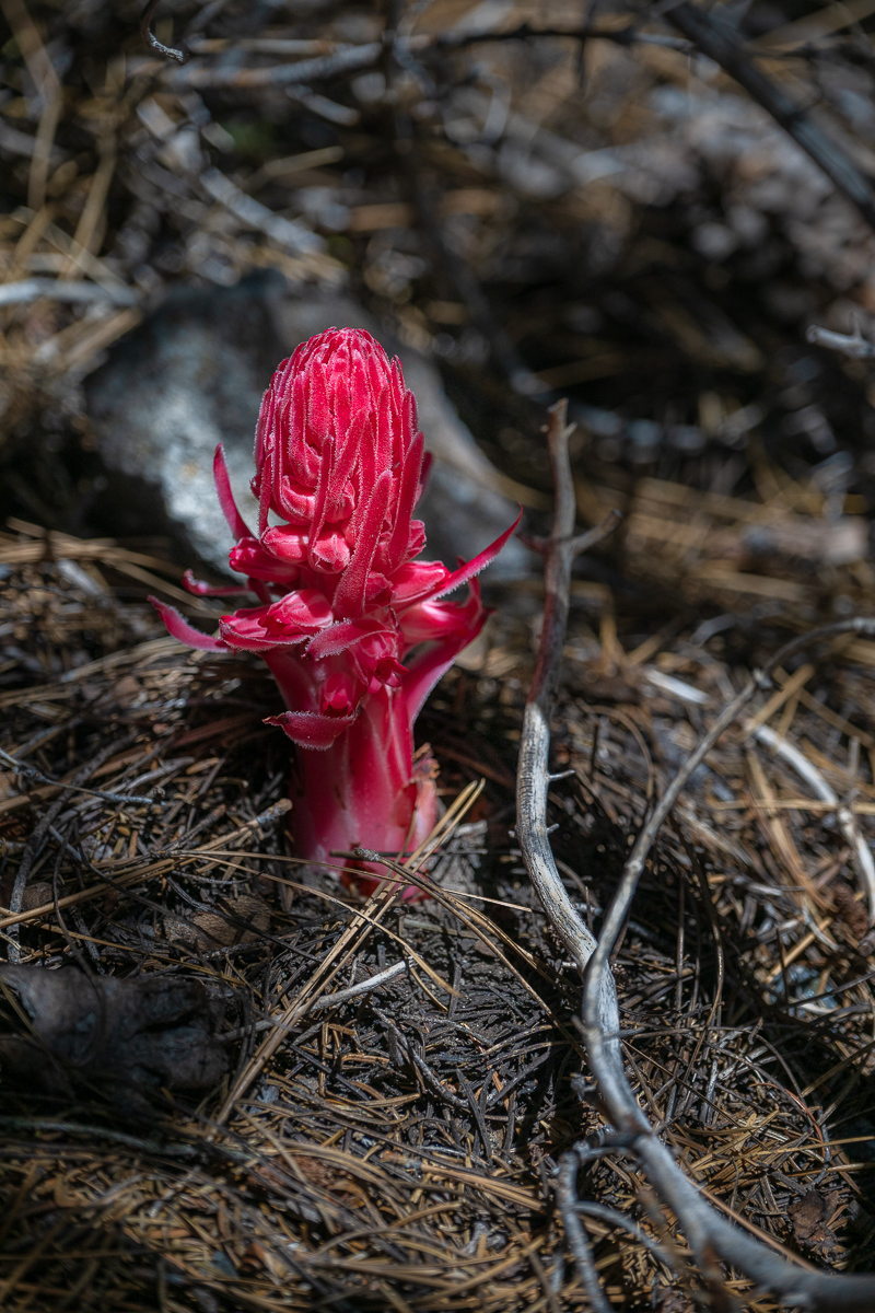DSC_4981.jpg