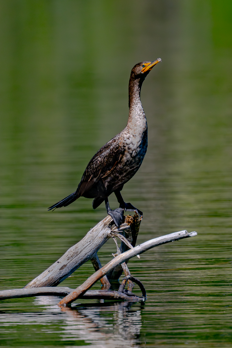 DSC_5003.jpg