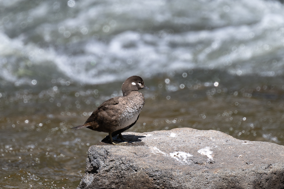 DSC_5070.jpg