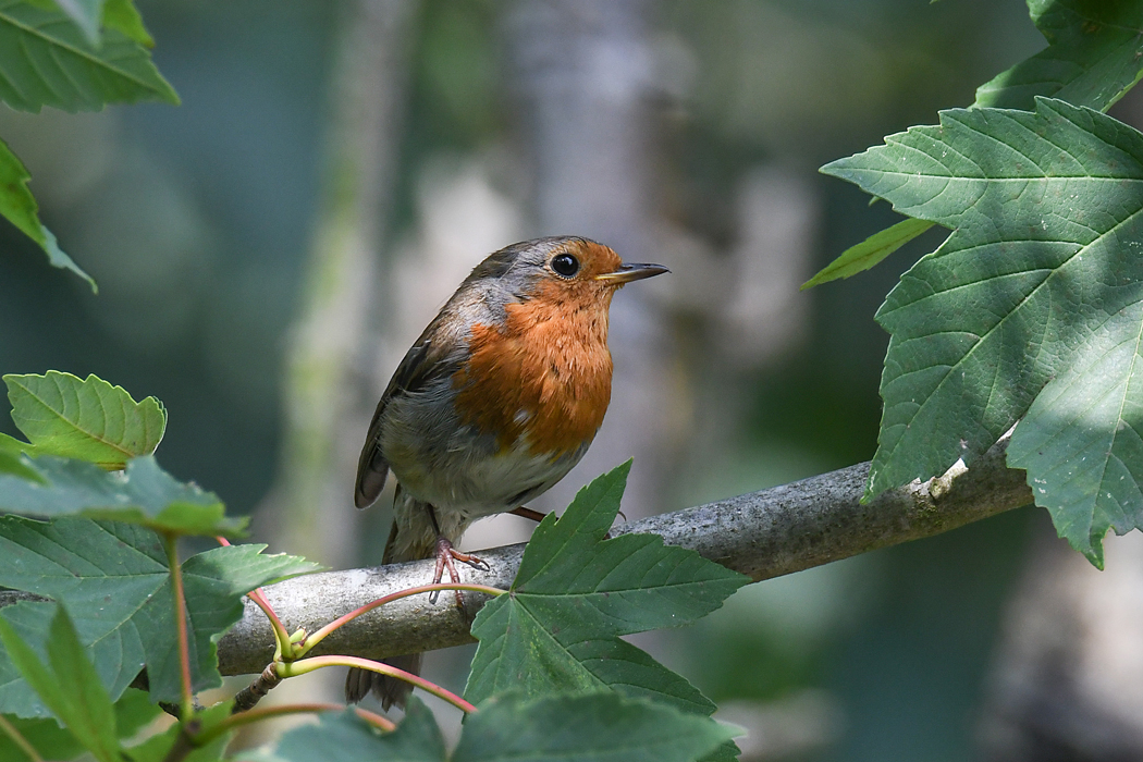 DSC_5163.jpg