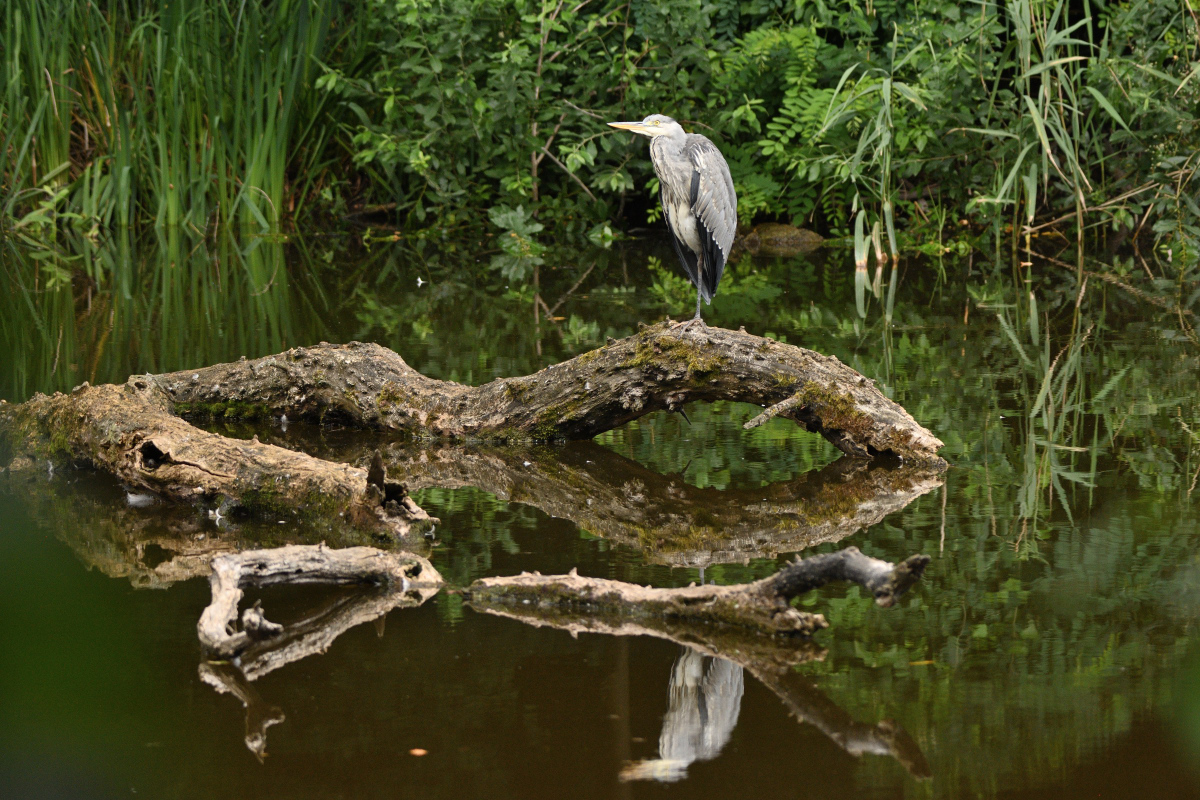 DSC_5196.JPG