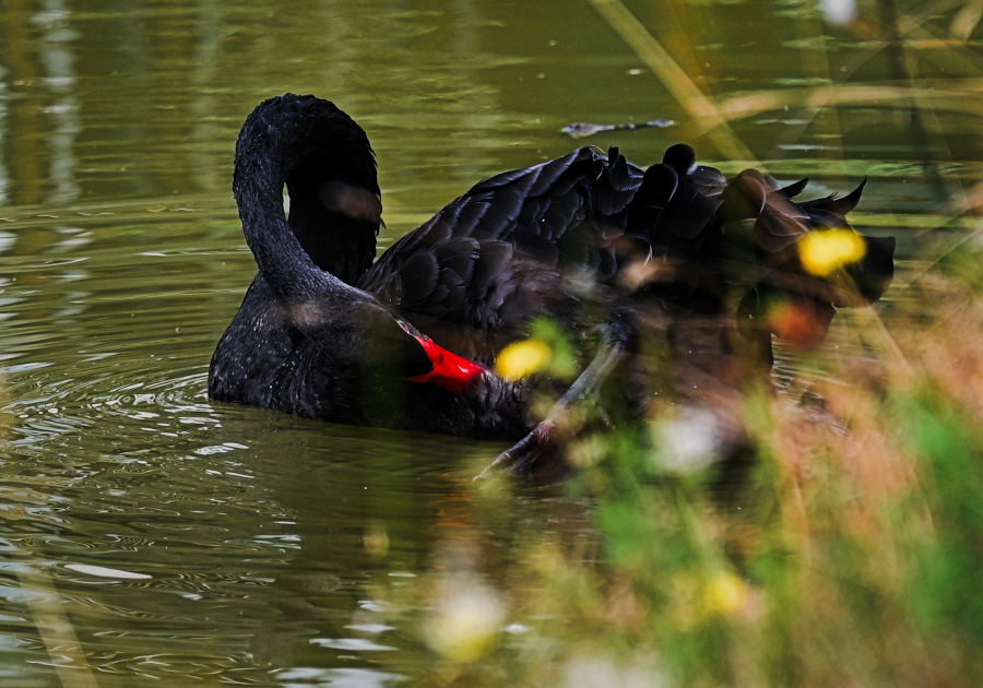 DSC_5206.jpg