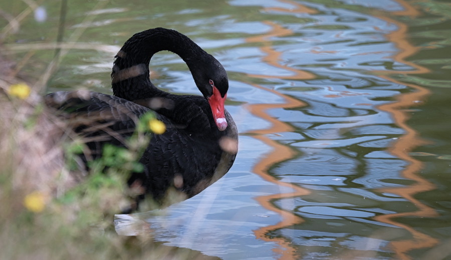DSC_5220.jpg