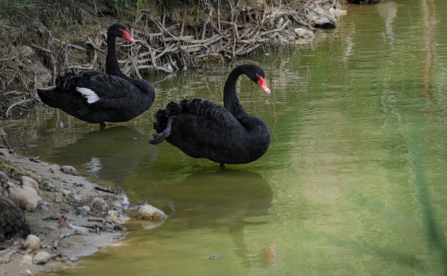 DSC_5231.jpg