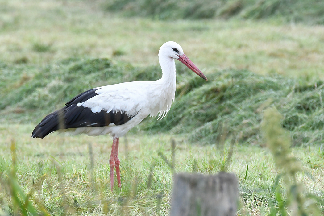 DSC_5366.jpg