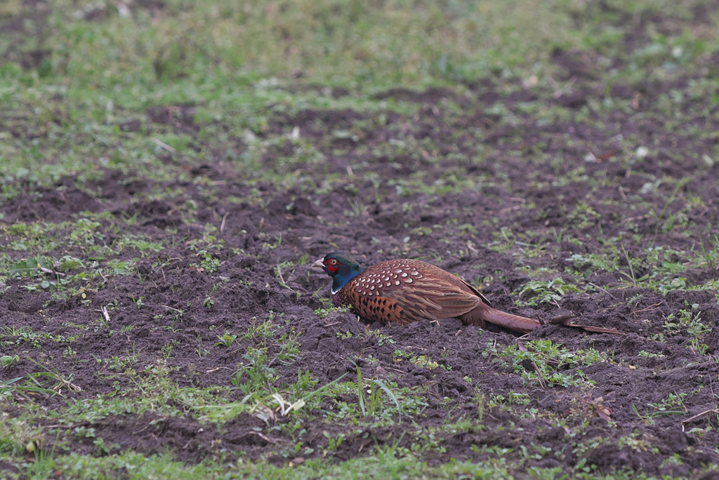 DSC_5371.jpg