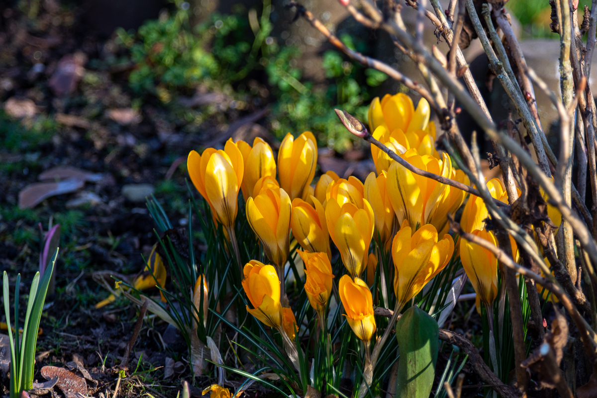 DSC_5431.jpg