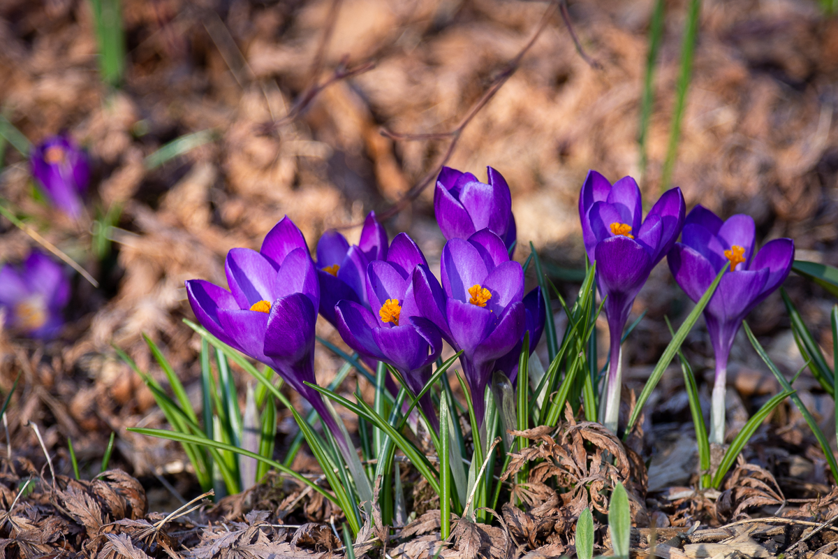 DSC_5433.jpg