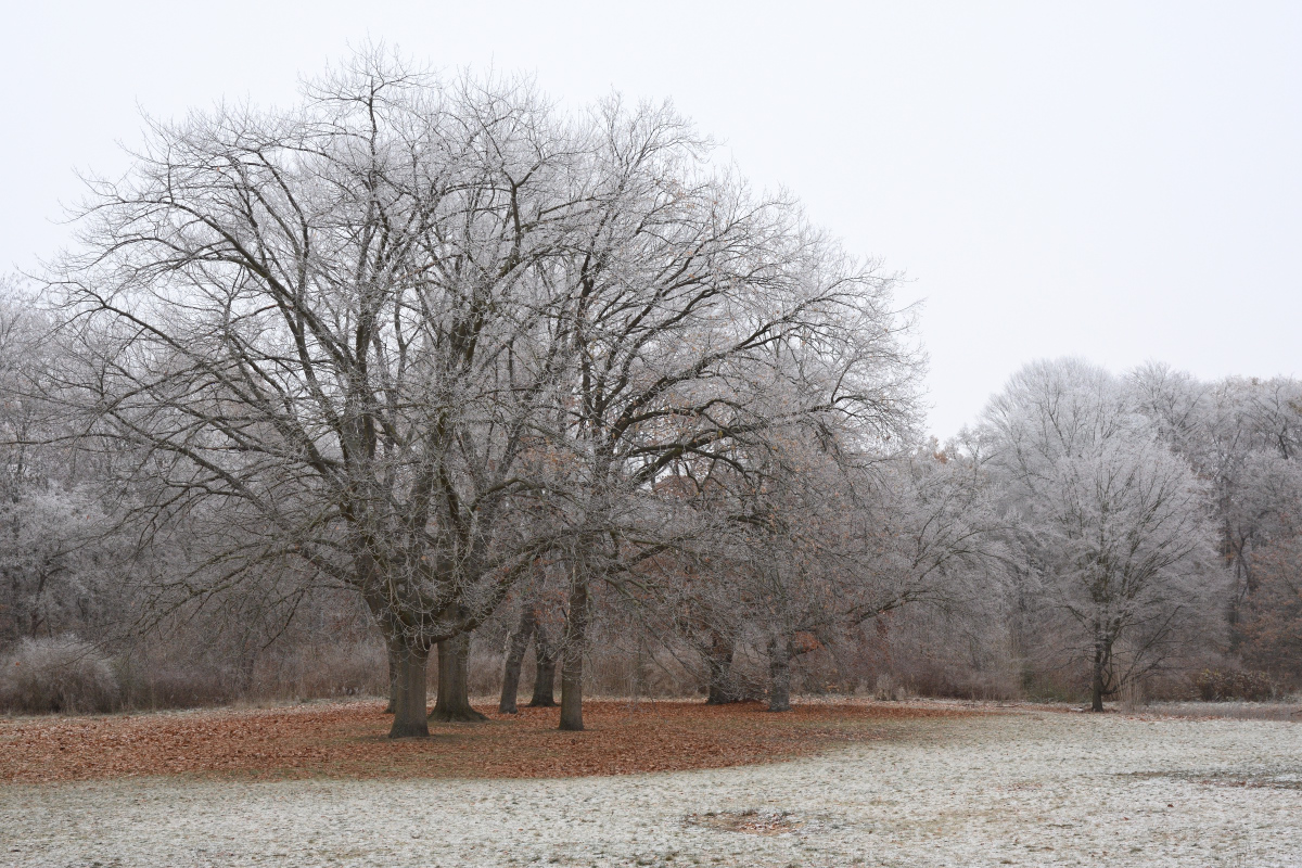 DSC_5466.JPG