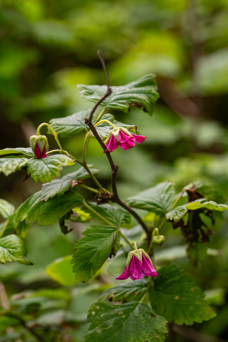 DSC_5466.jpg
