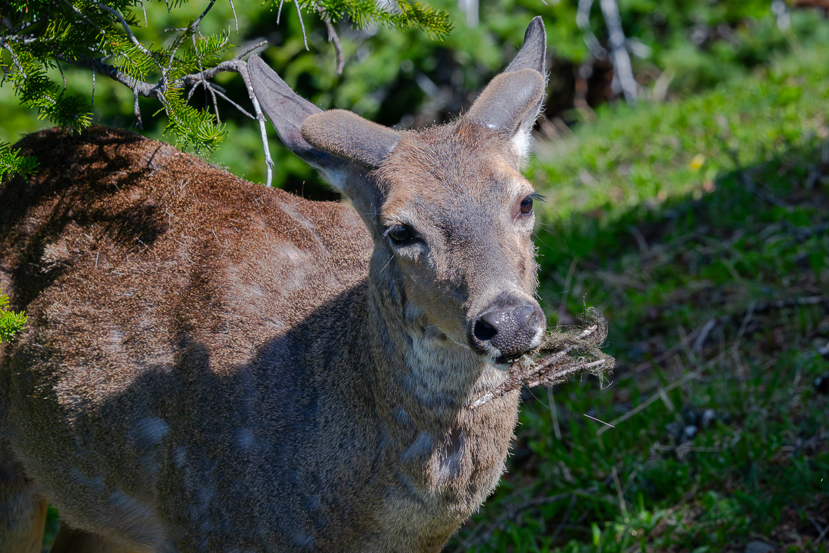 DSC_5556.jpg