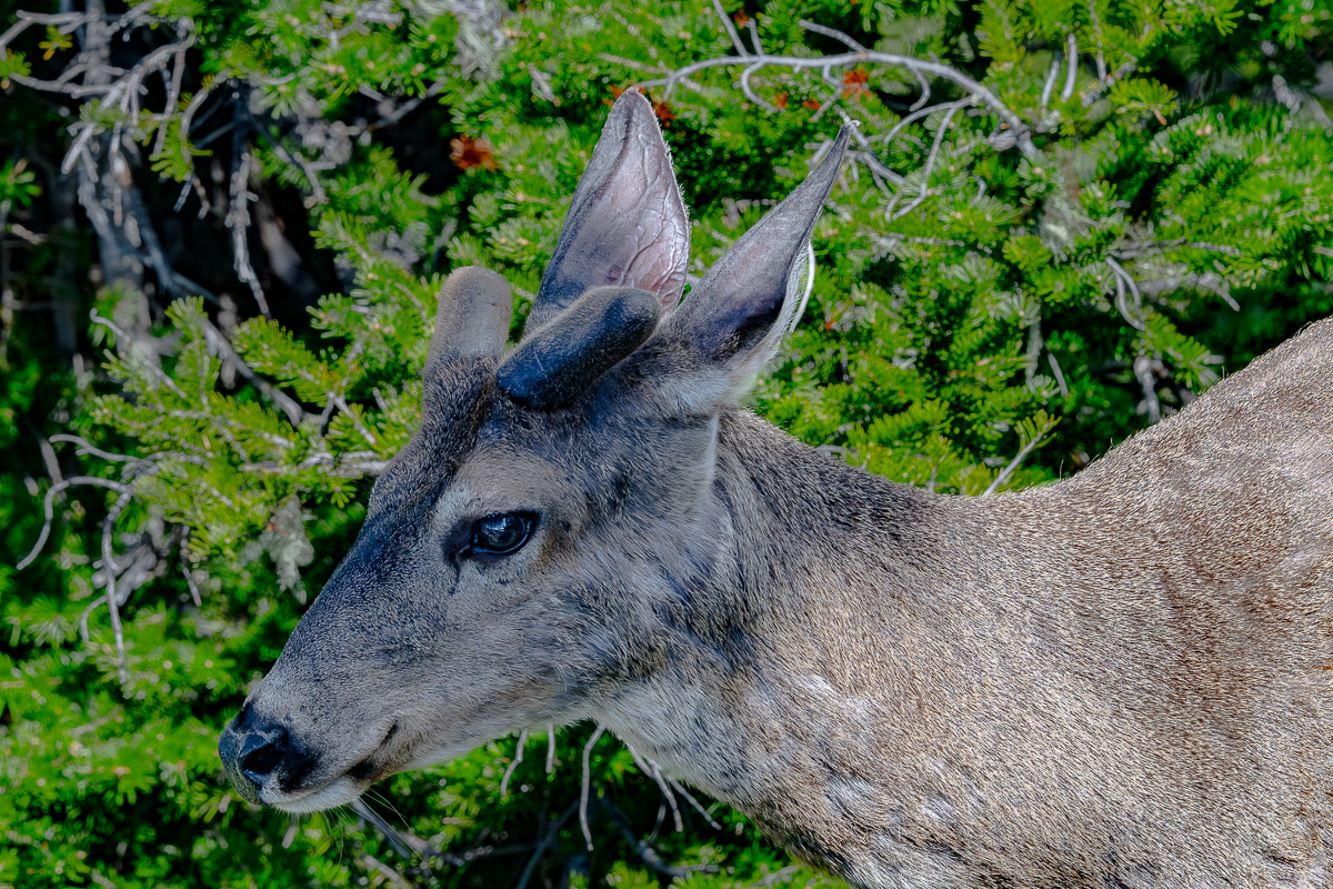 DSC_5560.jpg
