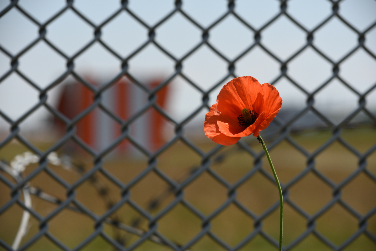 DSC_5600.JPG