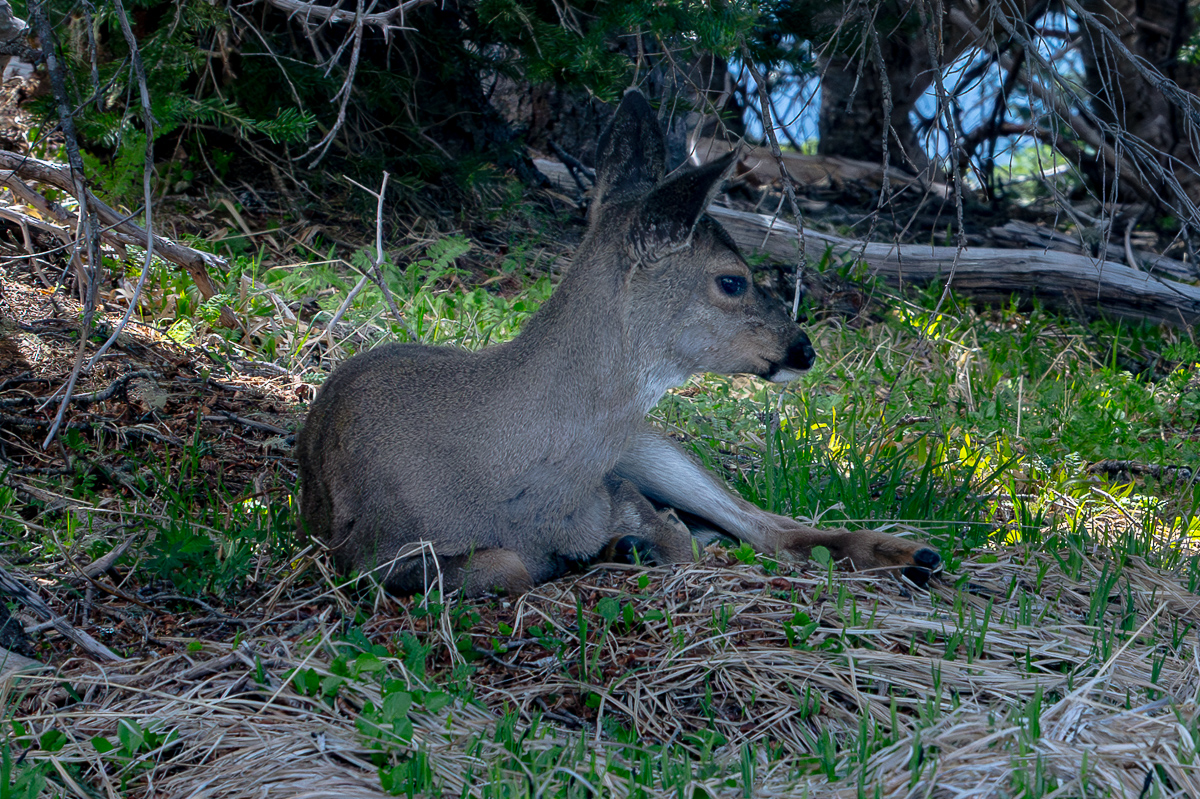 DSC_5605.jpg