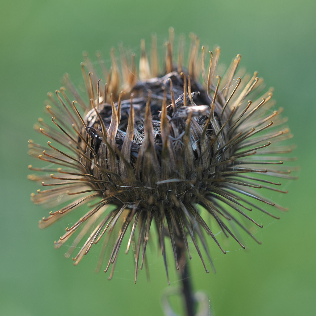 DSC_5640.jpg