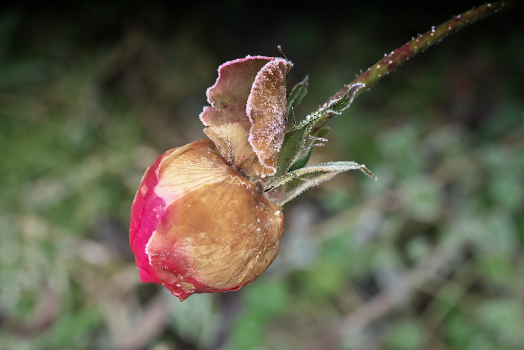 DSC_5654.jpg