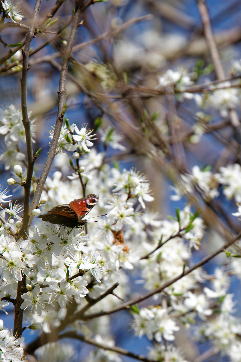 DSC_5685.jpg