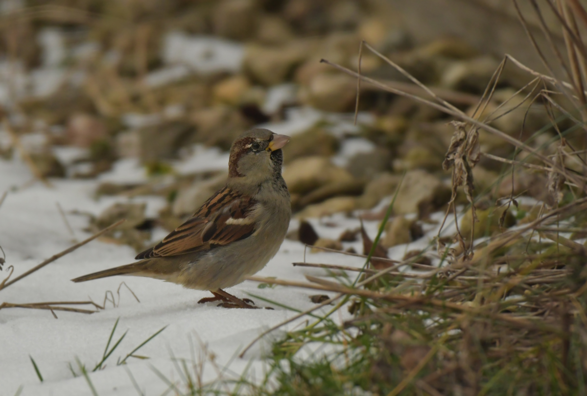 DSC_5722.jpg