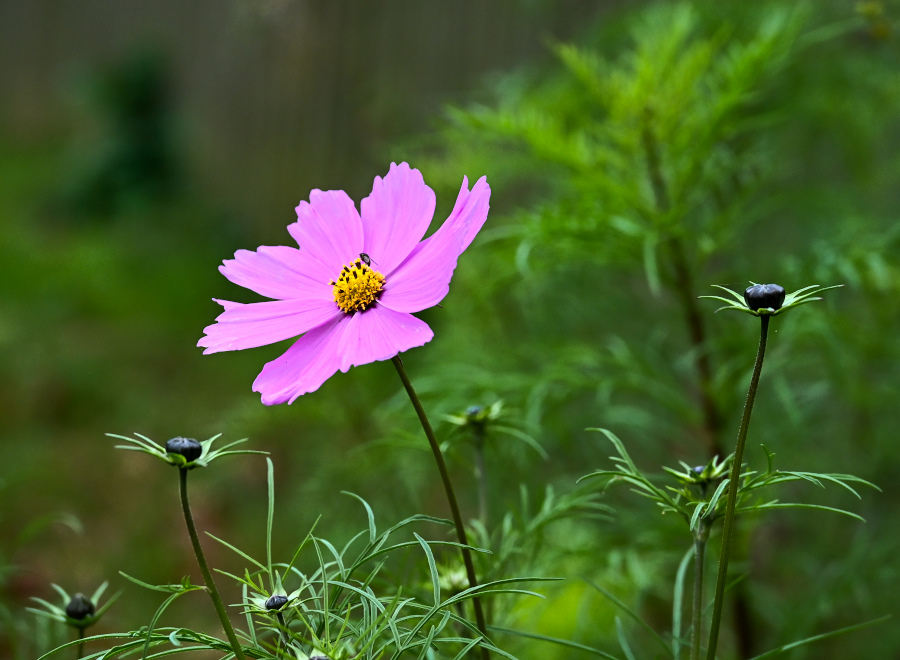 DSC_5895.jpg