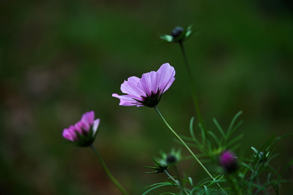 DSC_5897.jpg