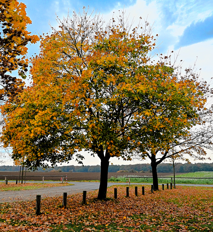 DSC_5918.jpg