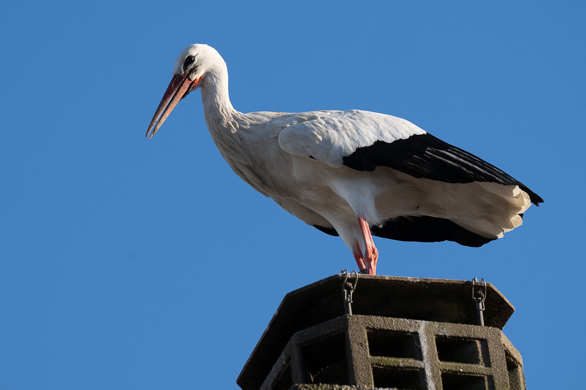 DSC_5924.JPG