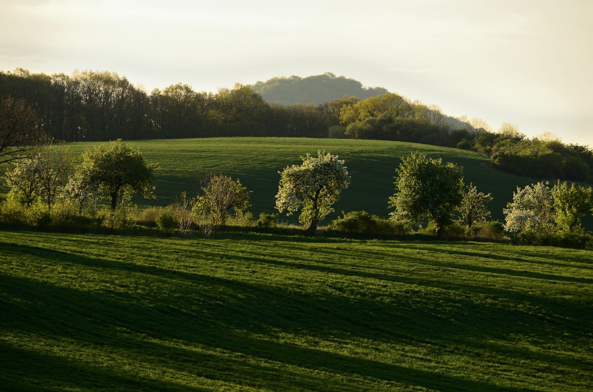 DSC_5950_00001n.jpg