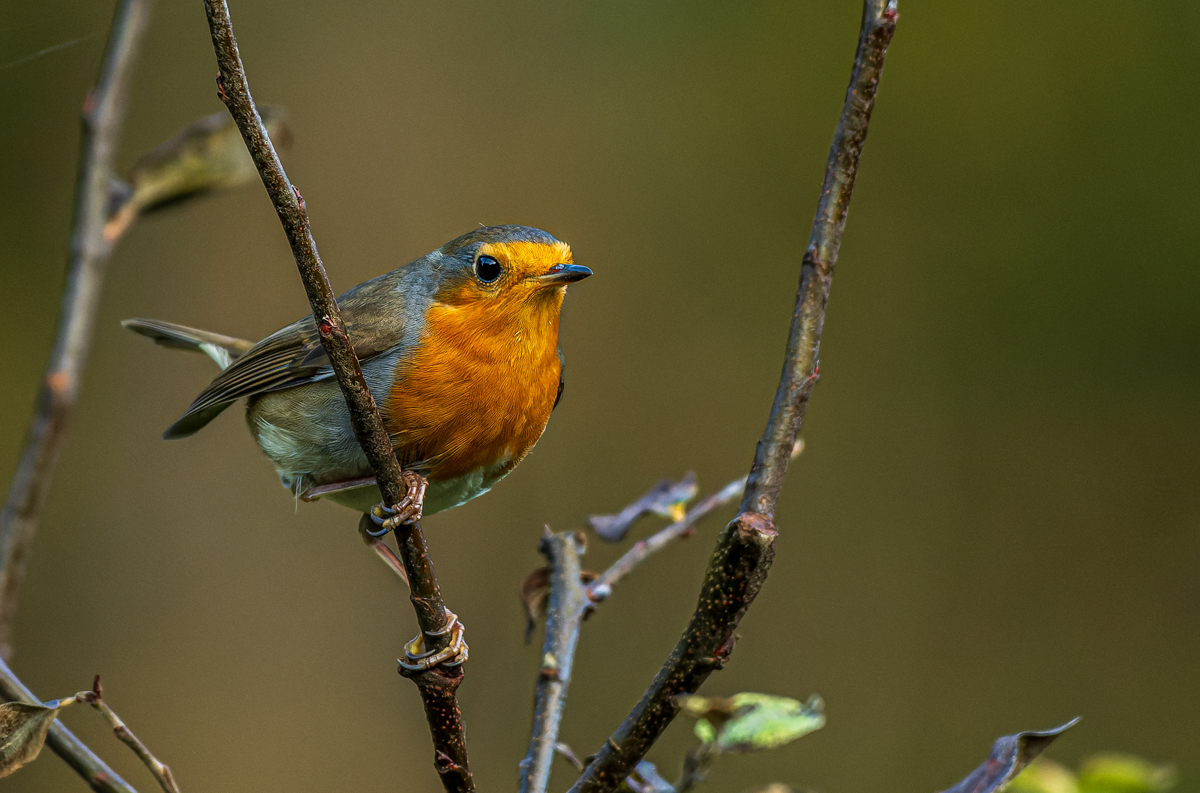 DSC_5984.jpg