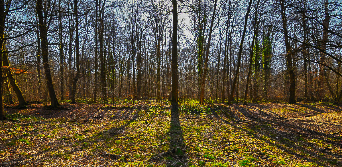 DSC_6001.jpg